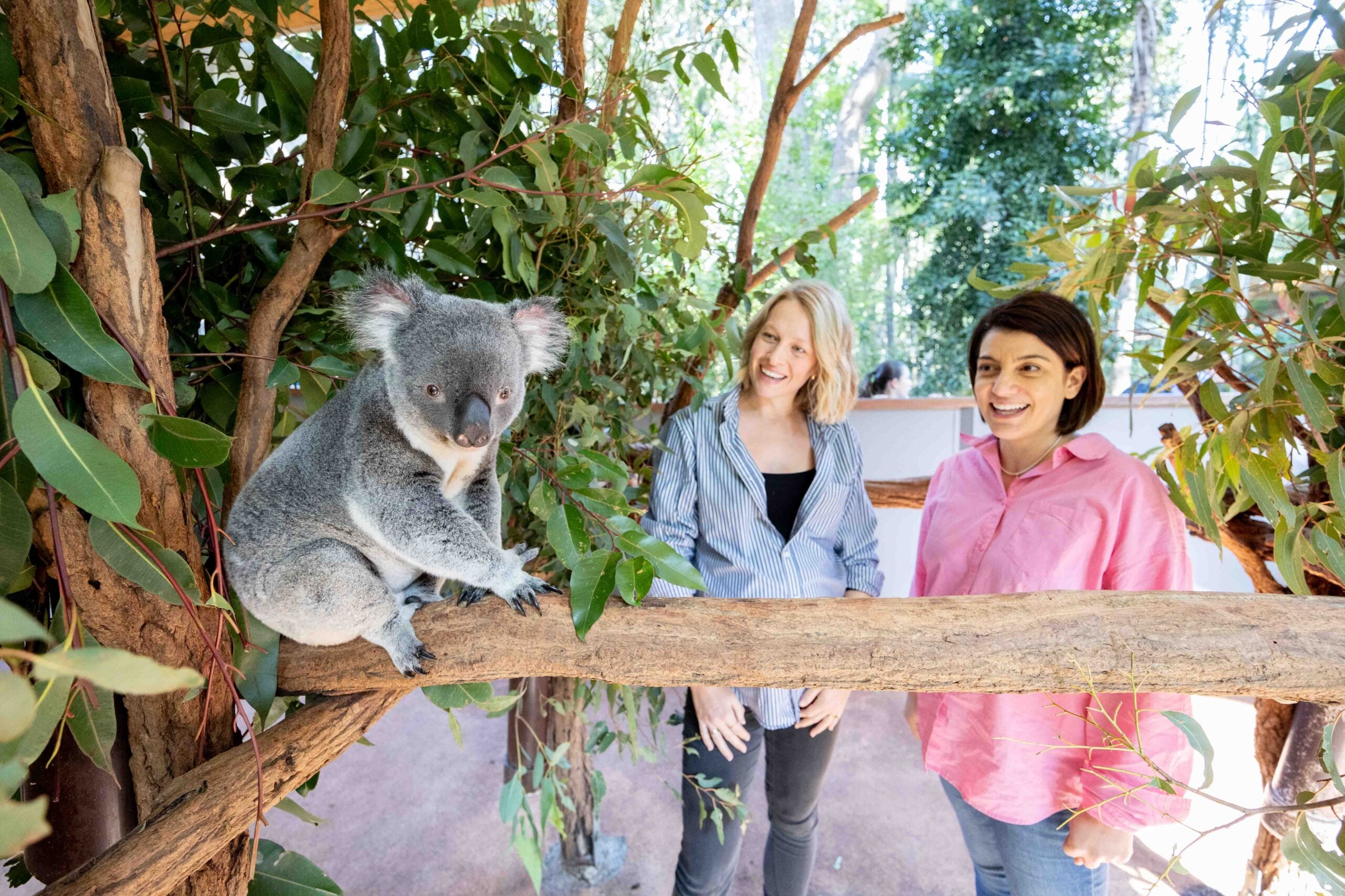 Lone Pine Koala Sanctuary